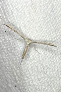 <i>Emmelina monodactyla</i>