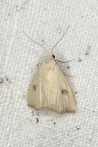 <i>Rivula sericealis</i>