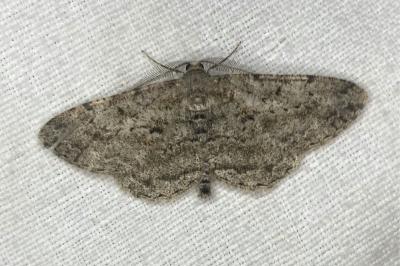 <i>Peribatodes rhomboidaria</i>