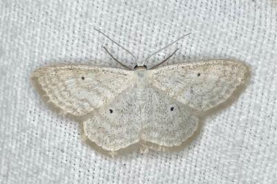 <i>Scopula immutata</i>