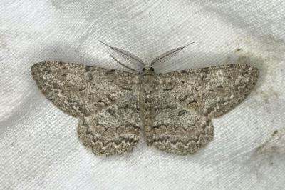 <i>Hypomecis punctinalis</i>