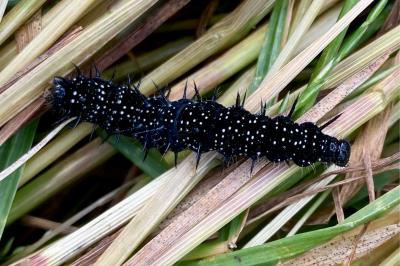 <i>Aglais io</i>