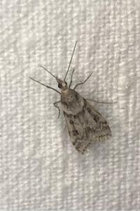 <i>Eudonia angustea</i>