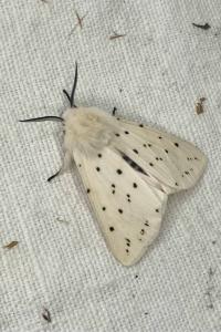 <i>Spilosoma lubricipeda</i>