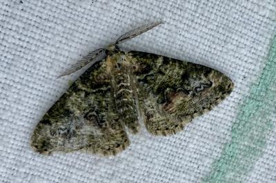 <i>Cleorodes lichenaria</i>