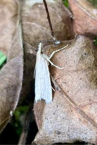 <i>Crambus perlellus</i>