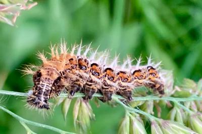<i>Polygonia c-album</i>