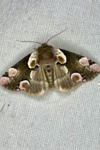<i>Thyatira batis</i>