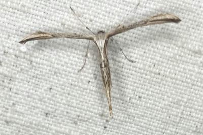 <i>Emmelina monodactyla</i>