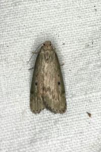 <i>Aphomia sociella</i>
