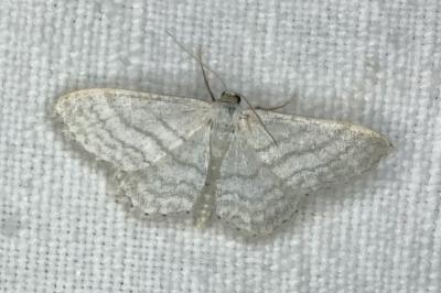 <i>Idaea subsericeata</i>