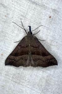 <i>Hypena proboscidalis</i>