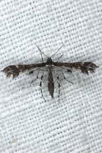 <i>Capperia</i>