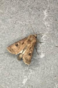 <i>Agrotis exclamationis</i>