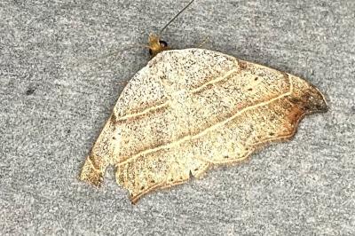 <i>Laspeyria flexula</i>