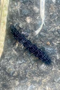 <i>Aglais io</i>
