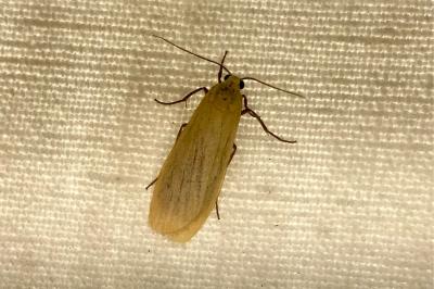 <i>Wittia sororcula</i>