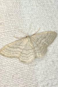 <i>Idaea subsericeata</i>