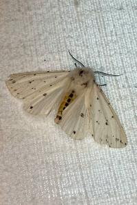 <i>Spilosoma lubricipeda</i>