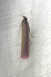 <i>Oncocera semirubella</i>