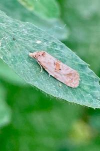 <i>Cochylis molliculana</i>