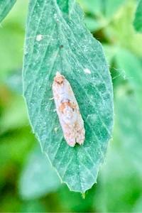 <i>Cochylis molliculana</i>