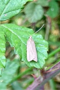 <i>Acompsia cinerella</i>