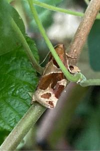 <i>Archips xylosteana</i>