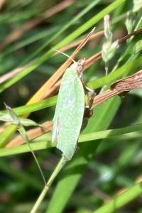 <i>Tortrix viridana</i>