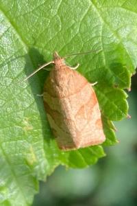 <i>Pandemis cerasana</i>