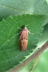 <i>Epinotia abbreviana</i>
