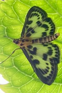 <i>Anania hortulata</i>