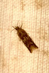 <i>Bactra furfurana</i>