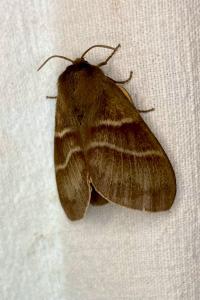 <i>Macrothylacia rubi</i>