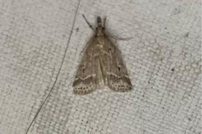 <i>Eudonia pallida</i>