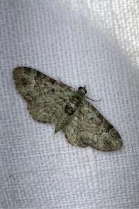<i>Pasiphila rectangulata</i>
