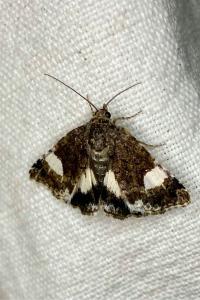 <i>Tyta luctuosa</i>