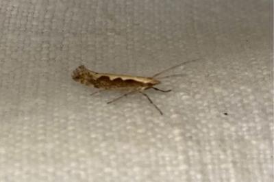 <i>Plutella xylostella</i>
