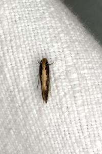 <i>Monopis crocicapitella</i>
