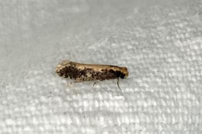 <i>Monopis crocicapitella</i>
