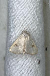 <i>Rivula sericealis</i>