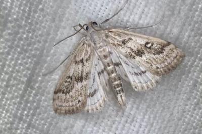 <i>Parapoynx stratiotata</i>