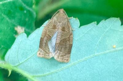 <i>Archips rosana</i>