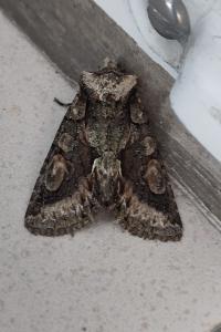 <i>Allophyes oxyacanthae</i>