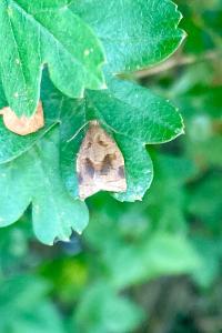 <i>Archips rosana</i>
