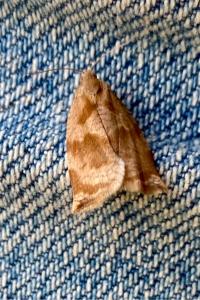 <i>Archips crataegana</i>
