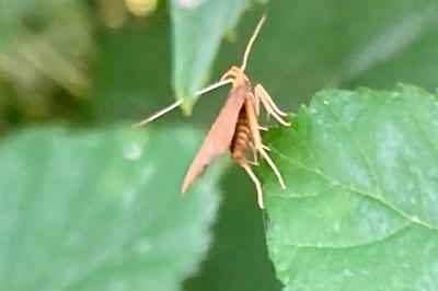 <i>Eurodachtha pallicornella</i>