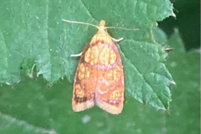 <i>Acleris bergmanniana</i>