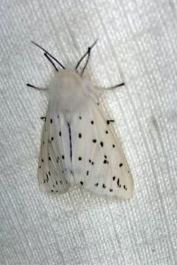 <i>Spilosoma lubricipeda</i>