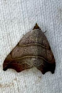 <i>Laspeyria flexula</i>